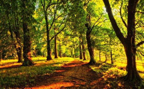Forest Trees Nature Landscape Tree Wallpapers Hd