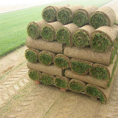 Newburyport turf company not only improves one lawn at a time but we strive to improve one property at a time. New England Grown Bluegrass Sod by Roll