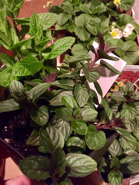Growing Chocolate Mint Onegoodthing Daily