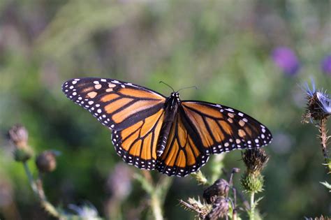 Make Food For Struggling Monarch Butterflies Using Your Leftovers