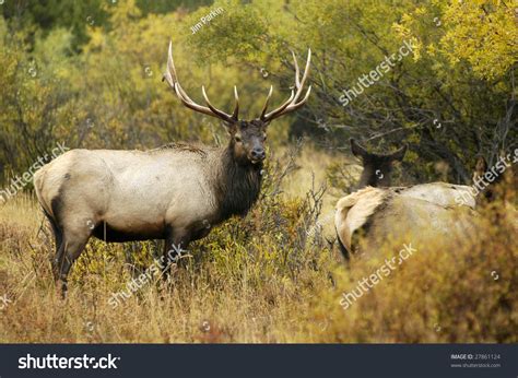 A Bull Elk And Cows During The Rut In Rocky Mountain National Park