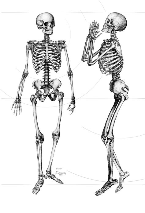 Girl Skeleton Sketch