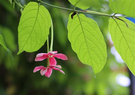 Quisqualis Indica L Flower Pink Green Tree Free Image From