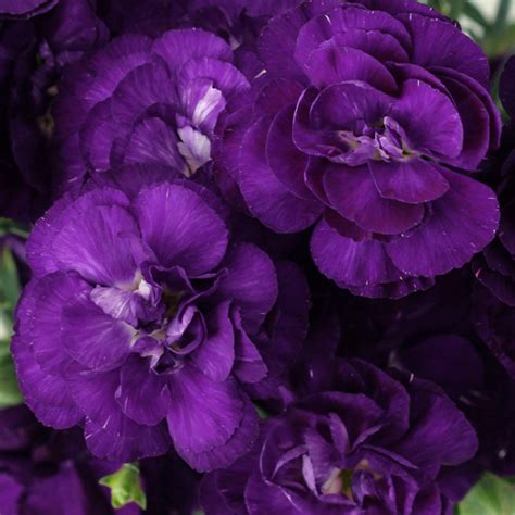 Gloria Heptinstall Blog Deep Purple Flowers Names Pelleted Petunia