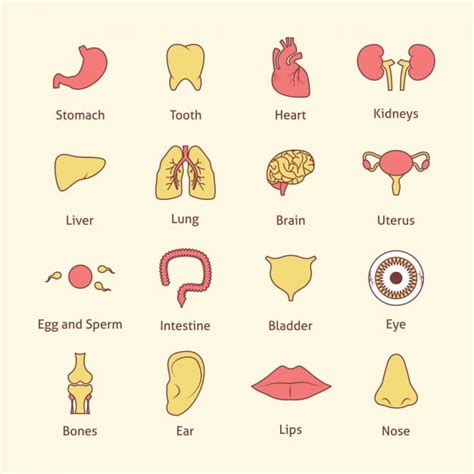 Human Body Parts Collection Eps Vector Uidownload