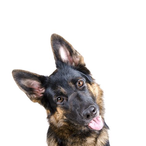 Dogs should breed once they have reached full sexual maturity which is a little less than one year old. How Many Teeth Does a German Shepherd Have? | Dog Breeds List