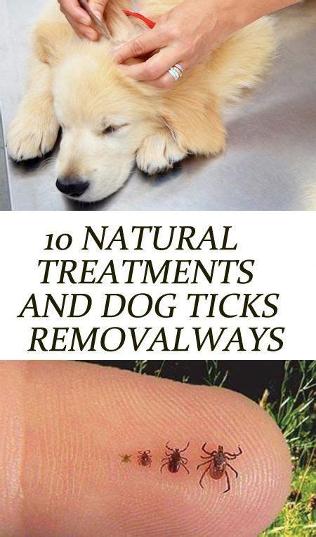 Essential Oils For Animals Tick Treatment For Dogs Tick Bites On