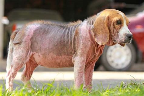 Dog Hair Loss 5 Reasons Why It Happens And What To Do