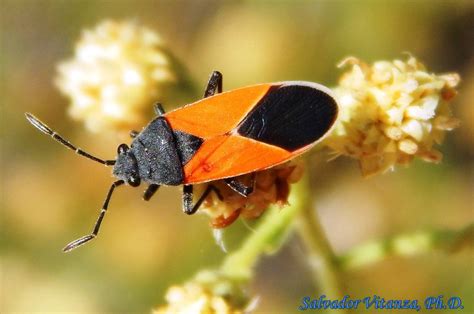 Hemiptera Heteroptera Lygaeidae Melanopleurus Belfragei Seed Bugs A