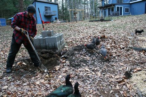 Read our simple duck keeping tips for beginners on everything from suitable all that you need to start keeping ducks is enough space for them to dabble and preen, a. Keeping Muscovy Ducks | Muscovy duck, Chickens backyard ...