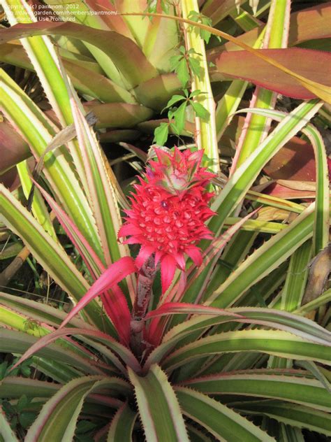 Plantfiles Pictures Ananas Bromeliad Pink Pineapple Dwarf Pineapple