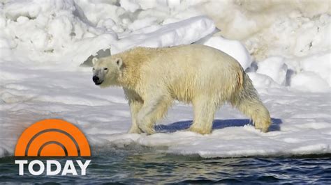 Polar Bear Kills Woman Young Boy In Remote Alaska Village Youtube