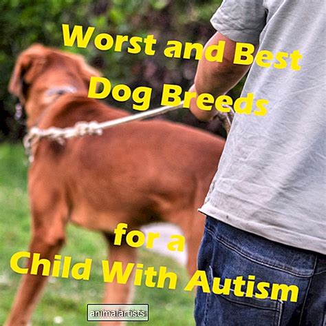 15 Peores Razas De Perros Para Un Niño En El Espectro Del Autismo Y 7 De Las Mejores Perros 2024