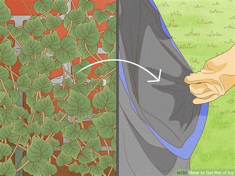 3 Ways To Get Rid Of Ivy Wikihow Life