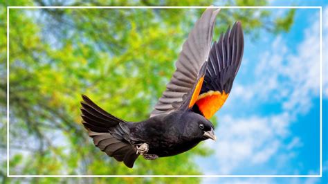 7 Black Bird With Orange Stripe On Wings (ID and Pictures) width=