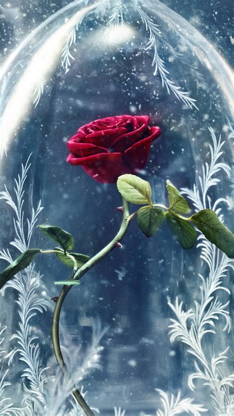 As soon as she fell into the world of beast men, a leopard forcibly took her back to his home. Beauty And The Beast Rose Wallpapers - Wallpaper Cave