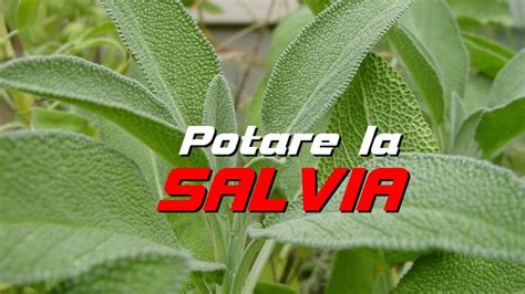 Ecco alcune delle domande alle quali risponderemo in questa pagina. POTARE LA SALVIA - YouTube