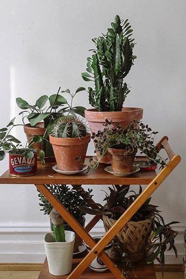 Here's how to make a cactus dish garden and the secret planting weapon i use. #Succulent Indoors | Plants, Indoor garden, Decor