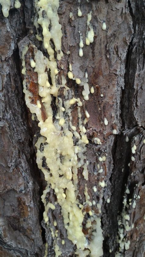 However it will not stop more sap from appearing down the line. My pine tree appears to be leaking sap down the trunk
