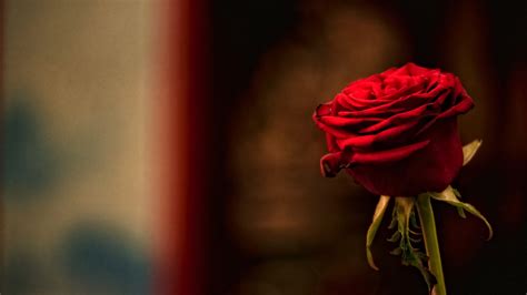 Red Rose Hd Wallpapers For Pc