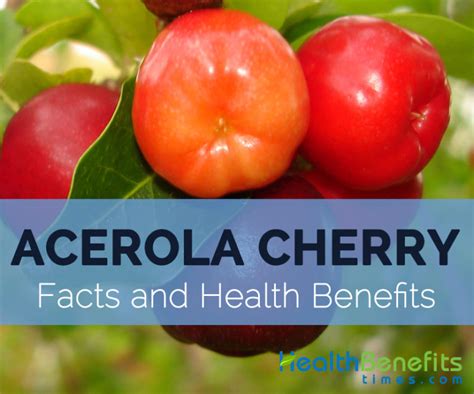 Acerola Cherry Facts Health Benefits And Nutritional Value
