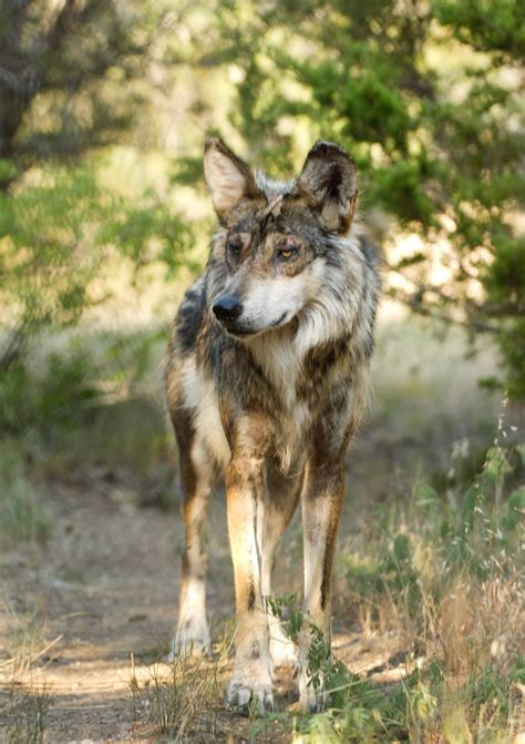 The Mexican gray wolf is the smallest of all the gray wolf subspecies