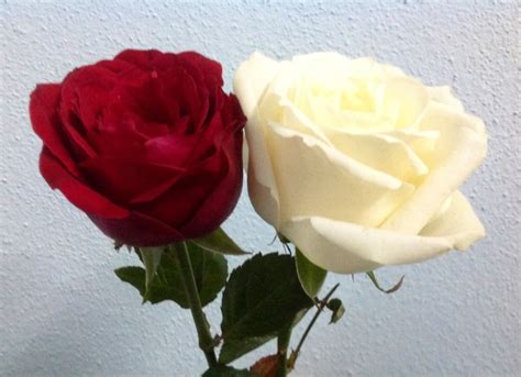 Selamat hari lahir yang pertama adik. WARNA NOSTALGIA: Selamat Hari Lahir Isteriku