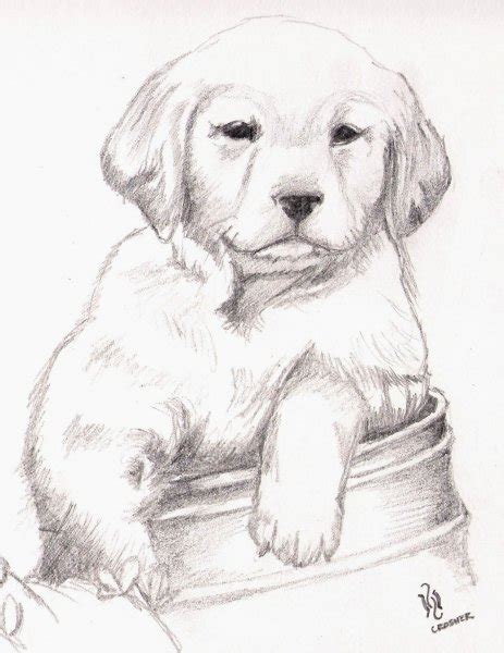 Si buscas dibujos de animales a lápiz que sean realistas y puedas dibujarlos o quieres algo para los niños. 10 Hermosos dibujos a lápiz de animales | Dibujos a lapiz