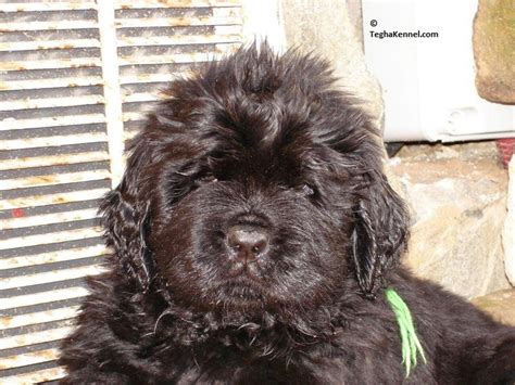 Jan 28, 2021 · european doberman price in india starts from rs 50,000 and can be as high as 1 lac. Newfoundland Puppy Cost - Goldenacresdogs.com