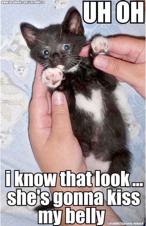Cute Kittens Memes Cute Kittens