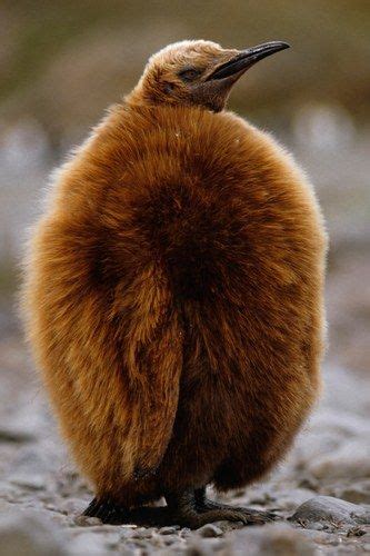 Saved by linda sue simmons. This baby penguin is rocking his fur like there's no ...