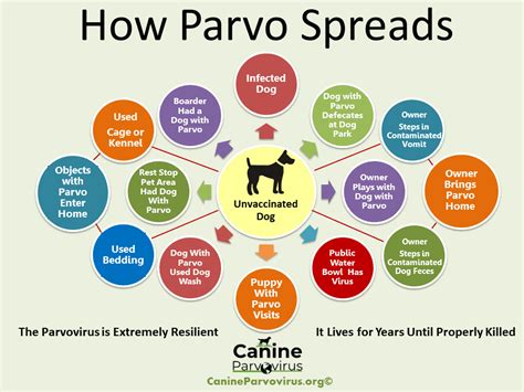 Parvo Topics Canine Parvovirus