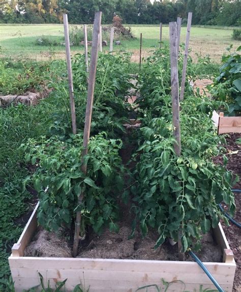 Florida Weave Tomatoes Sustainable Garden Tomato Garden Garden Trellis