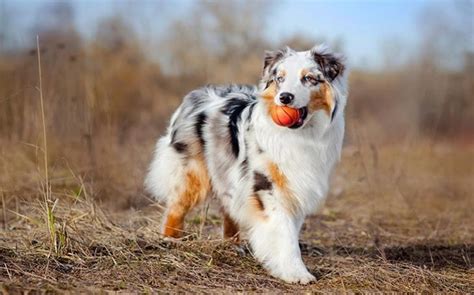 Thanks for checking out our adorable babies! Methods to Train Australian Shepherd Dog- Strategies and ...
