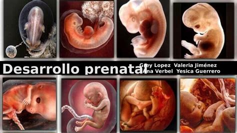 Embarazo Desarrollo Prenatal Y Neonatal Mind Map Vrogue Co