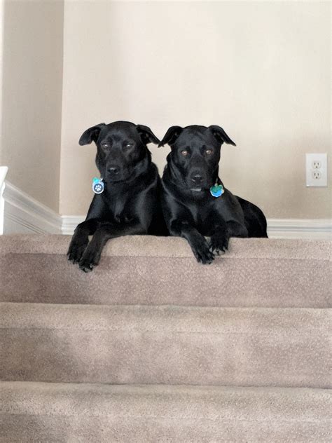 I weigh lbs super sweet and very friendly and i am so excited to come to america to find my forever home soon. Pin by Brett Bottenberg on Formosan Mountain Dogs - Ty and Moby from Taiwan | Dogs, Mountain ...