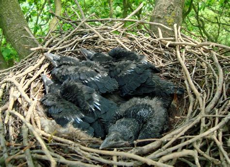 South Notts Ringing Group Carrion Crow Nest