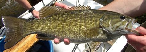 Smallmouth Bass in the Park - Great Smoky Mountains National Park (U.S
