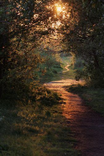 Path Through Enchanted Autumn Forest Autumn Forest Photo Vows