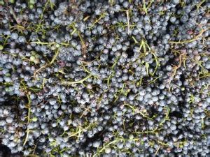 The virginia creeper had gone from the house to the shop and greenhouse. Edible Wild Food Blog » Wild Grape Vines