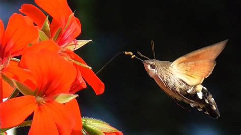 Hummingbird Hawk Moth Taubenschwänzchen Kolibrischwärmer Youtube