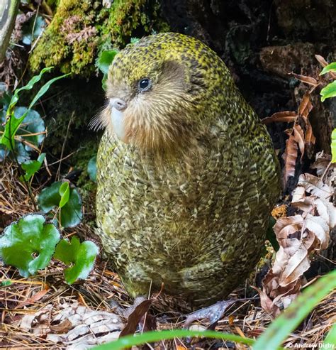 Kakapo Bird