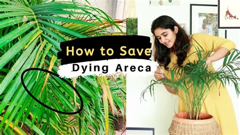 How To Save A Dying Areca Palm