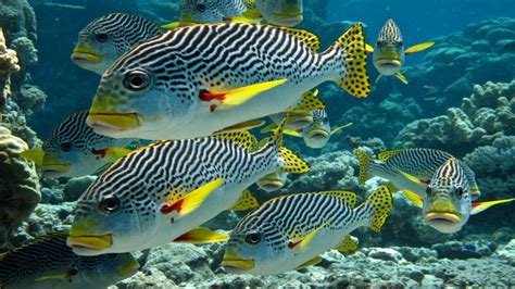 Zebra Tropical Fish Underwater Sea Life Diagonal Banded