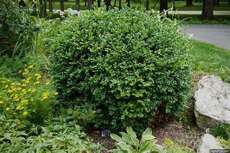 Order flower delivery for all occasions from australia's wildflora los angeles florist ventura. HOW TO PRUNE A MEATBALL BOXWOOD | The Impatient Gardener