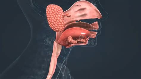 Pharynx Salivary Gland Esophagus Stock Illustration Illustration Of