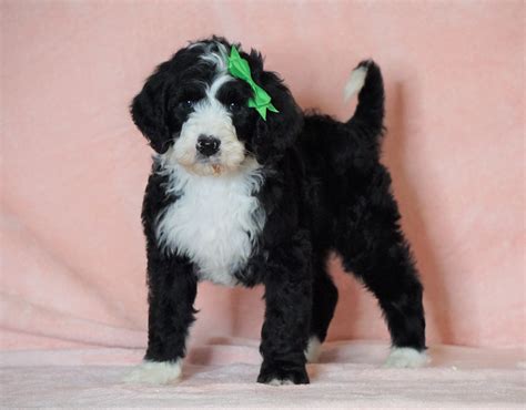F1b Sheepadoodle For Sale Baltic Oh Male Bruno Check Out Our Video Ac Puppies Llc
