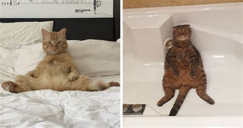 30 People On Twitter Share Pics Of Weirdo Cats Who Comfortably Sit In