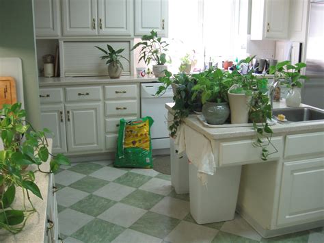Explore johnhallett's photos on flickr. The Stuff Closet: Growing House Plants in Water