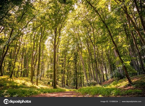 Hermoso Bosque Verde Fotografía De Stock © Icemanphotos 131686334